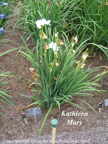 12 Kathleen Mary